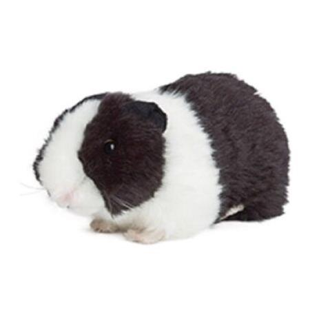 Toys guinea pigs outlet like